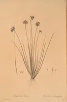 An illustration from Les liliacées (1805)