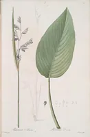 An illustration from Les liliacées (1805)