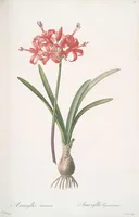 Picture 65 of 960 from Les liliacées (1805), leaf 35