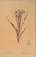 An illustration from Les liliacées (1805)