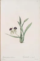 An illustration from Les liliacées (1805)