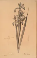 An illustration from Les liliacées (1805)