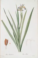 An illustration from Les liliacées (1805)