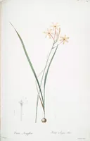Picture 67 of 960 from Les liliacées (1805), leaf 36
