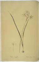 Picture 68 of 960 from Les liliacées (1805), leaf 36