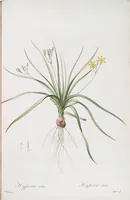 An illustration from Les liliacées (1805)