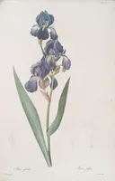 An illustration from Les liliacées (1805)
