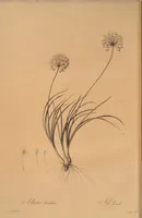 An illustration from Les liliacées (1805)