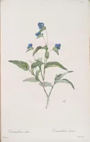 An illustration from Les liliacées (1805)