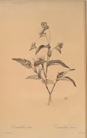 An illustration from Les liliacées (1805)
