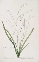 An illustration from Les liliacées (1805)