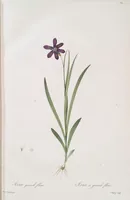An illustration from Les liliacées (1805)