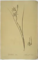 Picture 69 of 960 from Les liliacées (1805), leaf 37