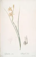 Picture 70 of 960 from Les liliacées (1805), leaf 37