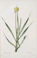 An illustration from Les liliacées (1805)