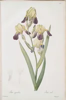 An illustration from Les liliacées (1805)