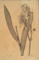 An illustration from Les liliacées (1805)