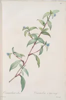 An illustration from Les liliacées (1805)