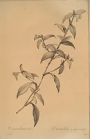 An illustration from Les liliacées (1805)