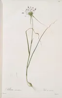 An illustration from Les liliacées (1805)