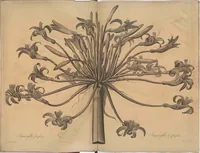An illustration from Les liliacées (1805)