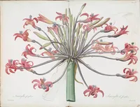 An illustration from Les liliacées (1805)