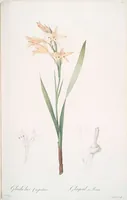 Picture 71 of 960 from Les liliacées (1805), leaf 38