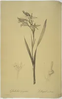 Picture 72 of 960 from Les liliacées (1805), leaf 38