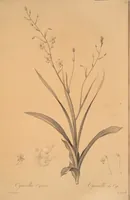 An illustration from Les liliacées (1805)