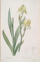 An illustration from Les liliacées (1805)