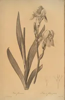 An illustration from Les liliacées (1805)