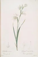 An illustration from Les liliacées (1805)