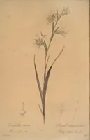An illustration from Les liliacées (1805)