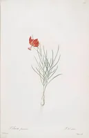 An illustration from Les liliacées (1805)