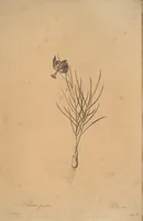 An illustration from Les liliacées (1805)