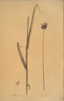 An illustration from Les liliacées (1805)