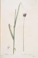 An illustration from Les liliacées (1805)