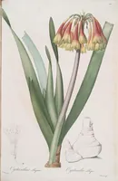 An illustration from Les liliacées (1805)
