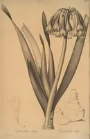 An illustration from Les liliacées (1805)