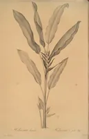 An illustration from Les liliacées (1805)