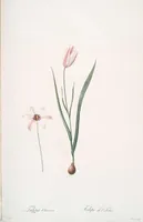 Picture 73 of 960 from Les liliacées (1805), leaf 39
