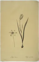 Picture 74 of 960 from Les liliacées (1805), leaf 39