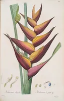 An illustration from Les liliacées (1805)