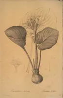An illustration from Les liliacées (1805)