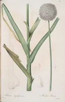 An illustration from Les liliacées (1805)