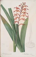 An illustration from Les liliacées (1805)