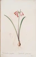 An illustration from Les liliacées (1805)