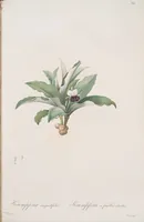 An illustration from Les liliacées (1805)