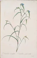 An illustration from Les liliacées (1805)