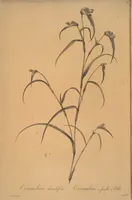 An illustration from Les liliacées (1805)
